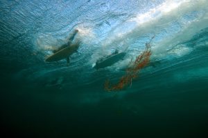 Underwater Seaweed